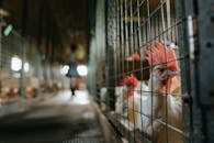 White and Orange Chicken in Cage